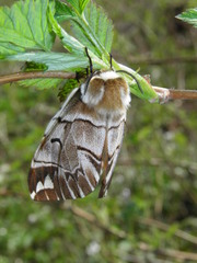 Endromis versicolora