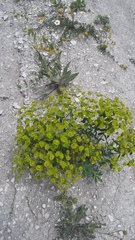 Euphorbia glareosa