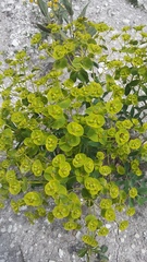 Euphorbia glareosa