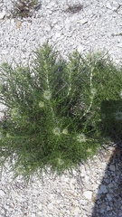 Ptilostemon echinocephalus