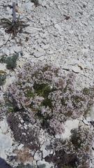 Asperula cretacea