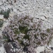 Hexaphylla cretacea - Photo (c) Katerina Kashirina, algunos derechos reservados (CC BY-NC), subido por Katerina Kashirina