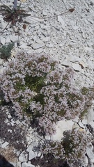 Asperula cretacea