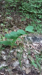 Polygonatum latifolium