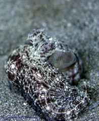 Thaumoctopus mimicus