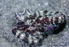 Thaumoctopus mimicus