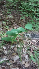 Polygonatum latifolium