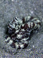 Thaumoctopus mimicus