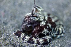 Thaumoctopus mimicus