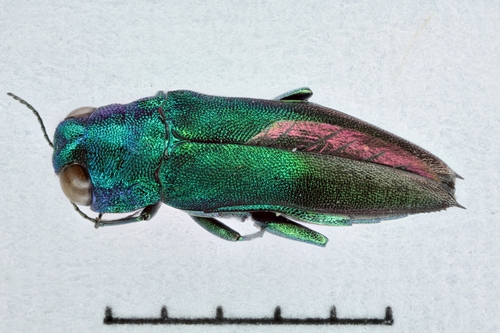 Agrilus semiaeneus
