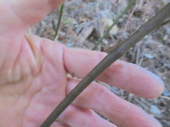 Parsonsia heterophylla