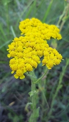 Achillea tomentosa