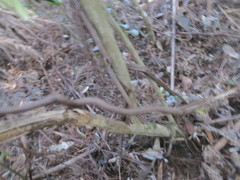 Parsonsia heterophylla