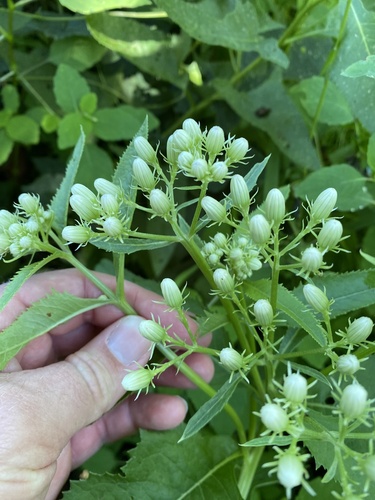 Image of Hasteola suaveolens by no rights reserved