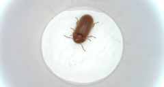 Stegobium paniceum