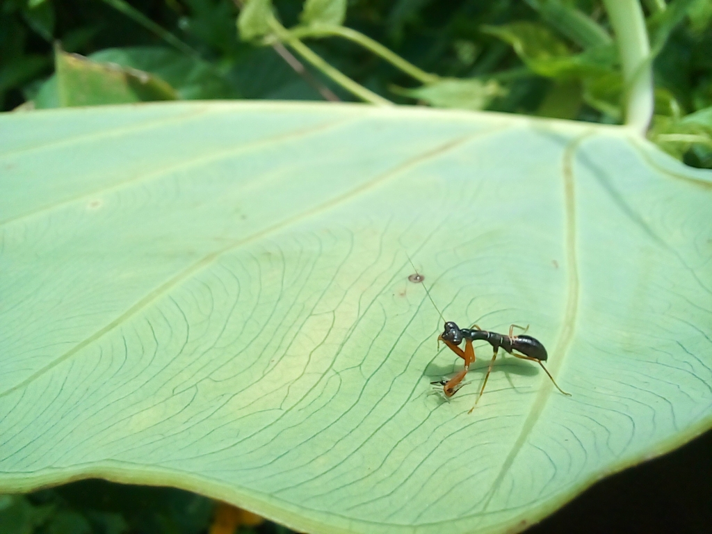 Asian Ant Mantises from RVQR+2J8, Dehiwala-Mount Lavinia, Sri Lanka on ...