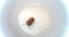 Stegobium paniceum