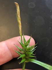 Carex lonchocarpa