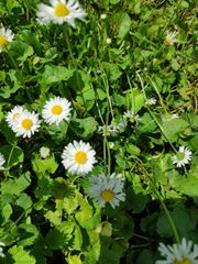 Bellis perennis