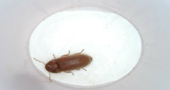 Stegobium paniceum