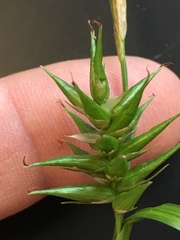Carex lonchocarpa