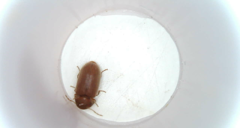 Stegobium paniceum