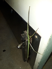 Tropidoderus childrenii