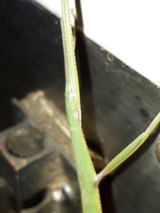 Tropidoderus childrenii