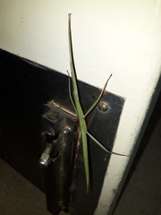 Tropidoderus childrenii