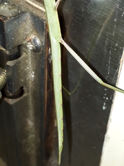 Tropidoderus childrenii