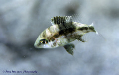 Lethrinidae