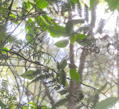 Parsonsia heterophylla