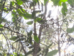 Parsonsia heterophylla