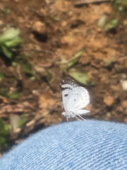 Lomographa semiclarata