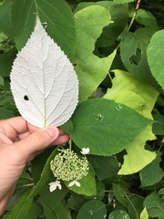 Hydrangea radiata