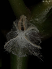 Ricaniidae