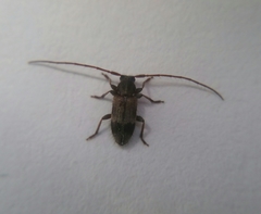 Exocentrus lusitanus