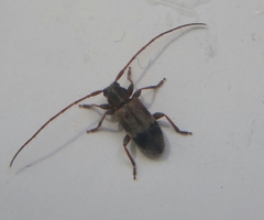 Exocentrus lusitanus