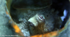 Amphioctopus