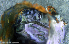 Amphioctopus