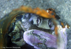Amphioctopus