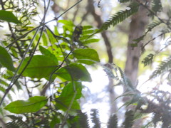 Parsonsia heterophylla