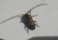 Exocentrus lusitanus