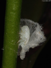 Ricaniidae