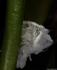 Ricaniidae