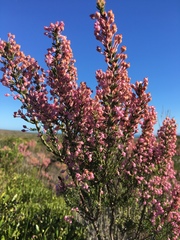 Erica irregularis