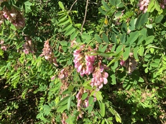Robinia viscosa hartwigii