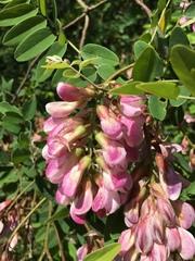 Robinia viscosa hartwigii