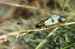 Libelloides macaronius