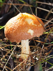 Austroboletus